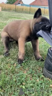 Additional photos: belgian shepherd puppies