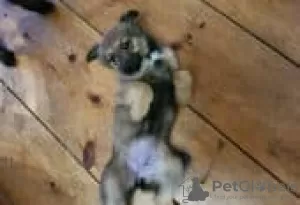 Photo №3. Belgian Malinois/Border Collie Puppies for sale. Germany