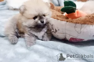 Additional photos: Beautiful Pomeranian Puppies Girls