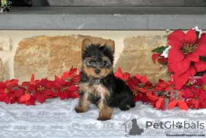 Photo №3. Yorkshire Terriers for sale. Germany