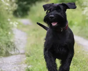 Photo №2 to announcement № 413 for the sale of giant schnauzer - buy in Russian Federation breeder