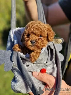 Additional photos: Apricot and red toy poodles