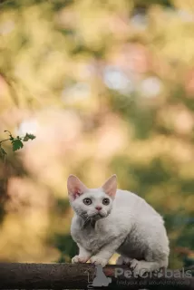 Photo №3. Devon rex. Russian Federation