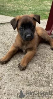 Additional photos: belgian shepherd puppies