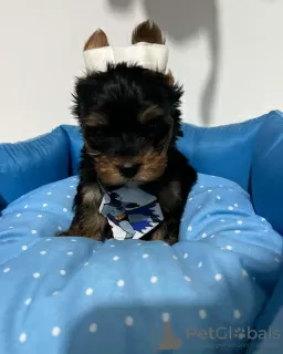 Photo №3. Adorable AKC registered Yorkshire Terrier puppies available. Finland