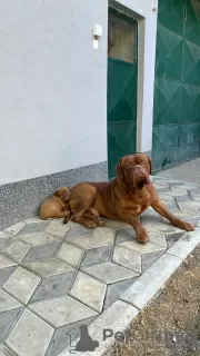 Photo №1. dogue de bordeaux - for sale in the city of Prokuplje | negotiated | Announcement № 114130