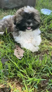 Photo №1. shih tzu - for sale in the city of Haifa | negotiated | Announcement № 113024