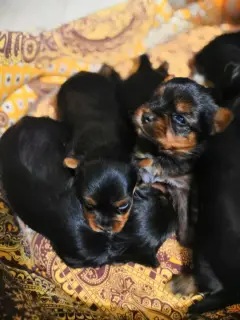 Additional photos: Open reserve (reservation) kids Yorkshire Terrier.