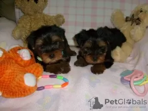 Photo №1. yorkshire terrier - for sale in the city of Barcelona | 370$ | Announcement № 122748