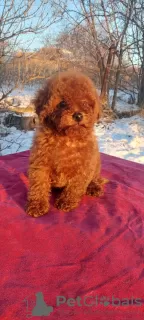 Photo №3. Toy poodle FCI boys. Ukraine