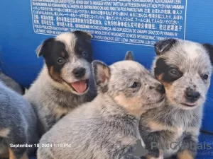 Additional photos: Australian Cattle Dog puppies