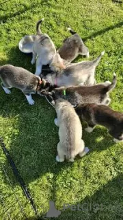 Photo №2 to announcement № 130287 for the sale of siberian husky - buy in Germany private announcement