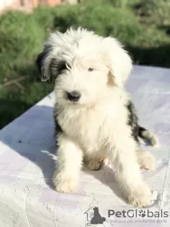 Photo №3. Bobtail puppies. Serbia