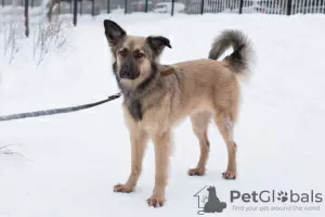 Photo №1. non-pedigree dogs - for sale in the city of Москва | Is free | Announcement № 29925