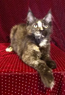 Additional photos: Maine Coon cat is available for sale Happy Aurum Oculis, born 02/09/19.