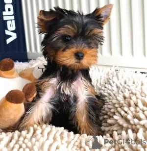 Photo №1. yorkshire terrier - for sale in the city of Дюделанж | Is free | Announcement № 110703