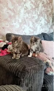 Photo №3. Pedigree Maine Coon Kittens. United States