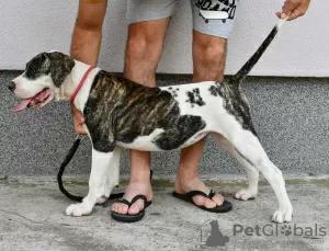 Additional photos: American bulldog puppies