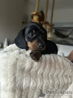 Photo №2 to announcement № 128721 for the sale of dachshund - buy in United States private announcement