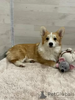 Photo №3. Welsh corgi pembroke puppies from the nursery. Russian Federation