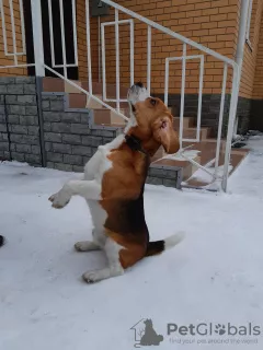 Additional photos: Knitting Beagle