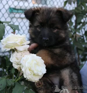 Additional photos: German Shepherd