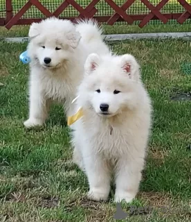 Additional photos: SAMOYED puppy male (FCI) born on June 7, 2024