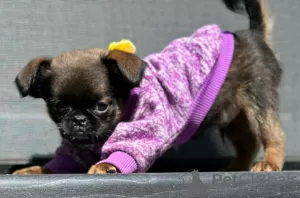 Additional photos: Brussels Griffon male puppies for sale