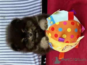 Photo №4. I will sell pomeranian in the city of Ужгород. from nursery - price - 1057$