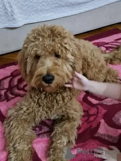 Additional photos: Goldendoodle F1