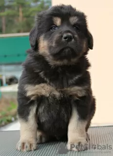 Photo №1. buryat-mongolian wolfhound - for sale in the city of Москва | 552$ | Announcement № 26949