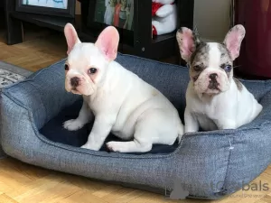 Photo №1. french bulldog - for sale in the city of Zürich | negotiated | Announcement № 108748