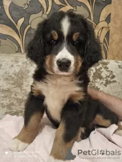 Photo №2 to announcement № 11930 for the sale of bernese mountain dog - buy in Belarus breeder