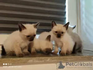 Photo №2 to announcement № 88507 for the sale of siamese cat - buy in Austria private announcement