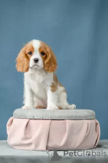 Photo №3. Cavalier King Charles Spaniel puppies. Russian Federation