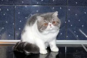 Photo №4. I will sell exotic shorthair in the city of Moscow.  - price - 78$