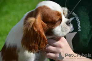 Photo №2 to announcement № 24582 for the sale of cavalier king charles spaniel - buy in Poland breeder