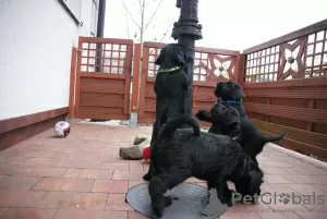 Additional photos: Medium Schnauzer black FCI pedigree puppies