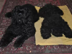 Photo №1. black russian terrier - for sale in the city of Tallinn | negotiated | Announcement № 130678