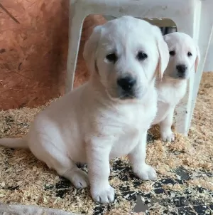 Photo №1. labrador retriever - for sale in the city of Biržai | 317$ | Announcement № 75772