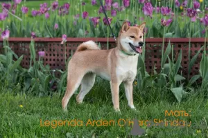 Photo №2 to announcement № 8237 for the sale of shiba inu - buy in Russian Federation breeder