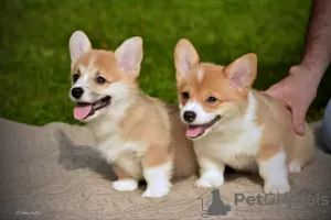 Additional photos: Welsh corgi pembroke puppies