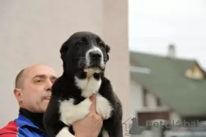 Additional photos: Central Asian Shepherd Dog puppies