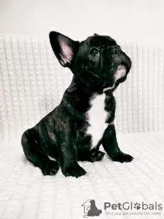 Photo №2 to announcement № 15908 for the sale of french bulldog - buy in Belarus private announcement