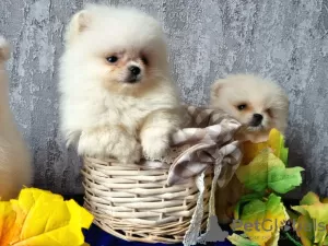 Photo №3. Pomeranian girls and boys of different colors. Lithuania