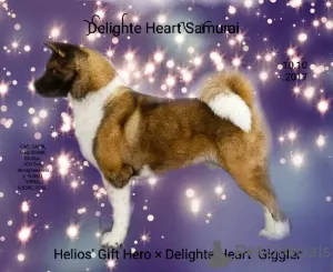 Photo №1. Mating service - breed: american akita. Price - 39$