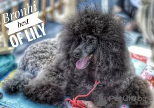 Photo №3. Medium sized poodle puppies. Serbia