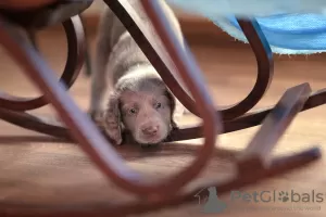 Additional photos: Long haired Weimaraner puppy