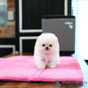 Photo №2 to announcement № 130511 for the sale of pomeranian - buy in United States private announcement