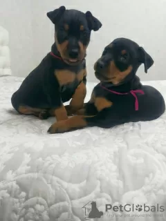 Photo №2 to announcement № 18289 for the sale of miniature pinscher - buy in Belarus private announcement